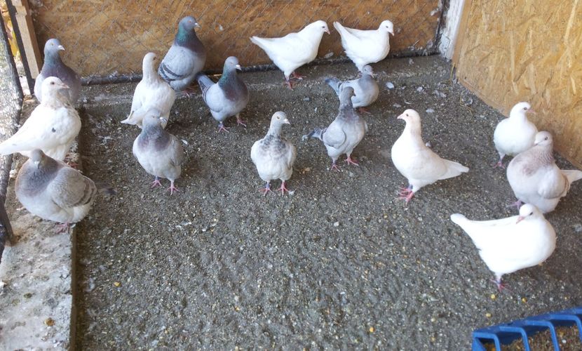  - 17 PORUMBEI TEXANI DE VANZARE