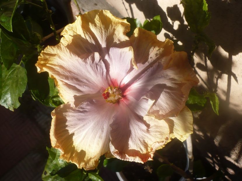 28.08.2020 - HIBISCUSI 2020-3