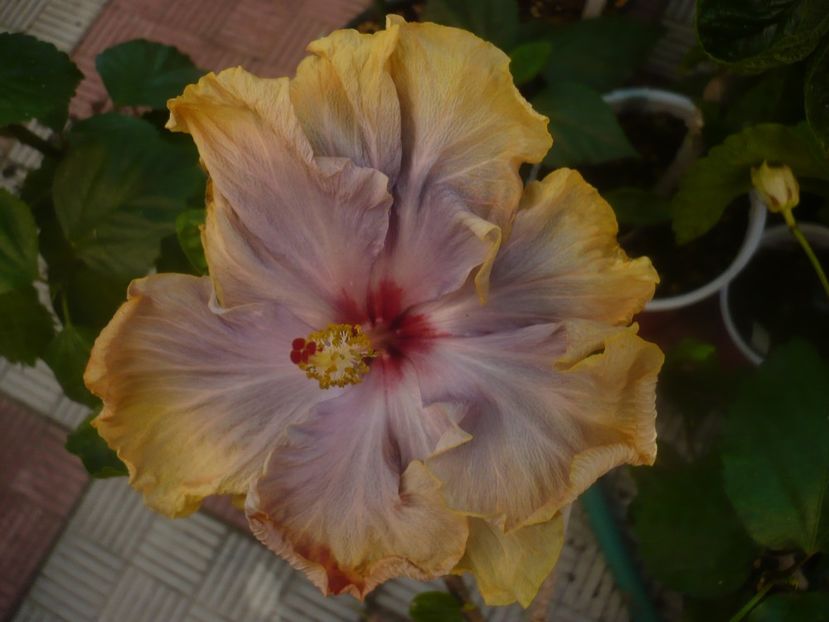 P1460034 - HIBISCUSI 2020-3