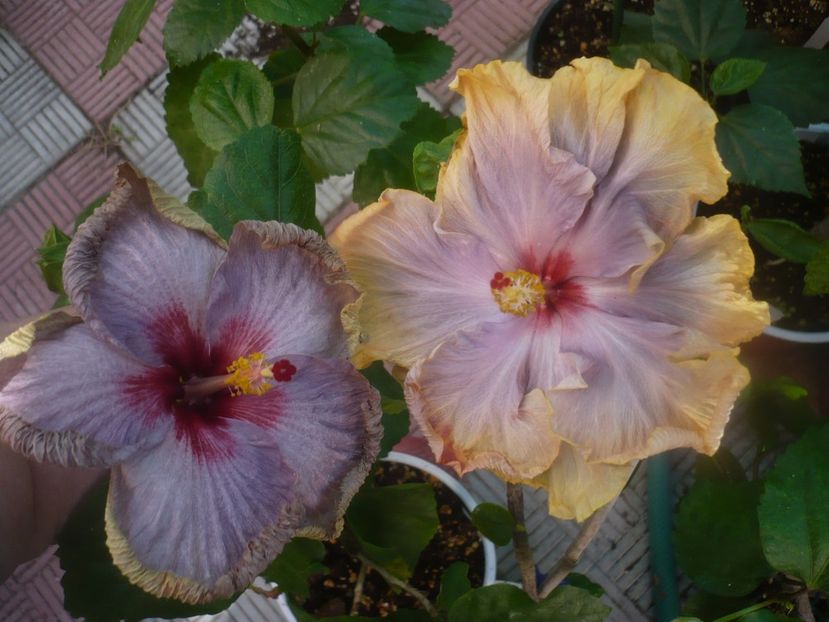 P1460035 - HIBISCUSI 2020-3