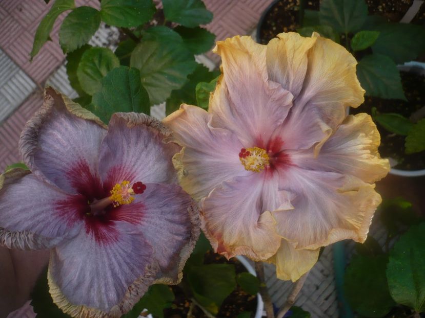 P1460036 - HIBISCUSI 2020-3