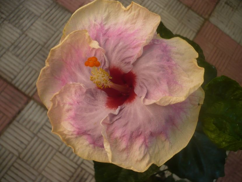 P1460037 - HIBISCUSI 2020-3