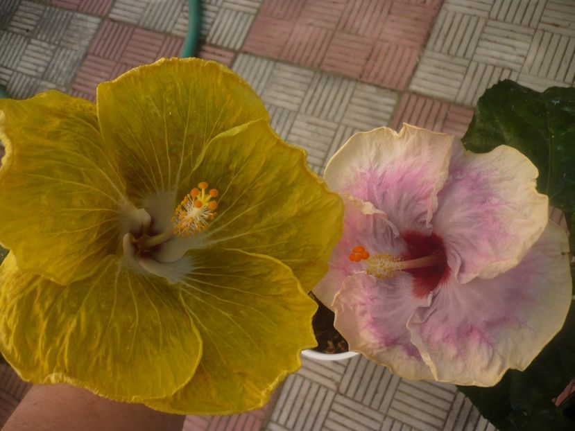 P1460038 - HIBISCUSI 2020-3