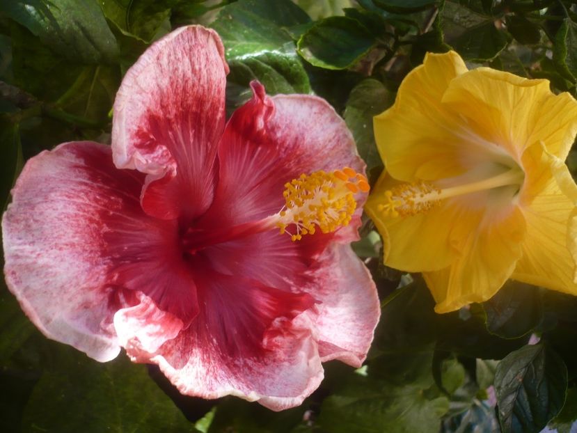 P1460040 - HIBISCUSI 2020-3