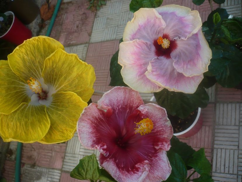 P1460041 - HIBISCUSI 2020-3