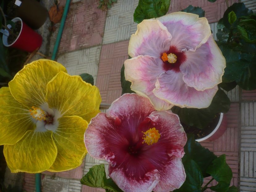 P1460042 - HIBISCUSI 2020-3