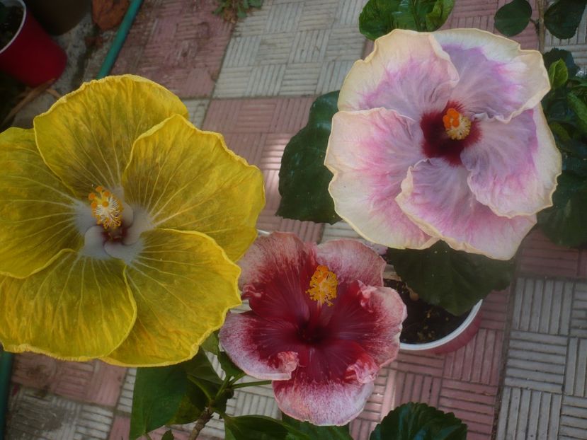 P1460043 - HIBISCUSI 2020-3