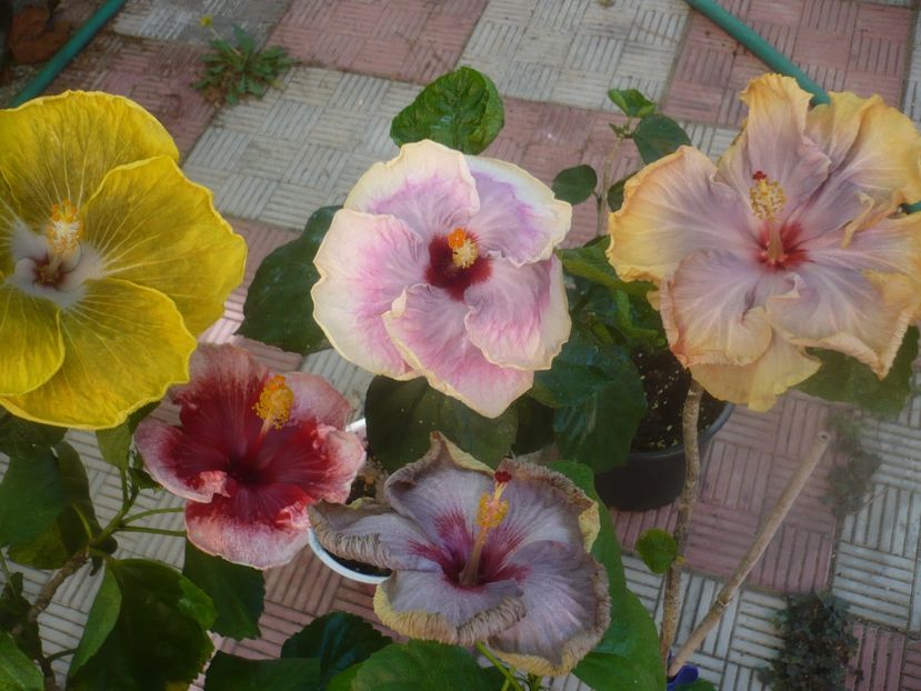 P1460044 - HIBISCUSI 2020-3