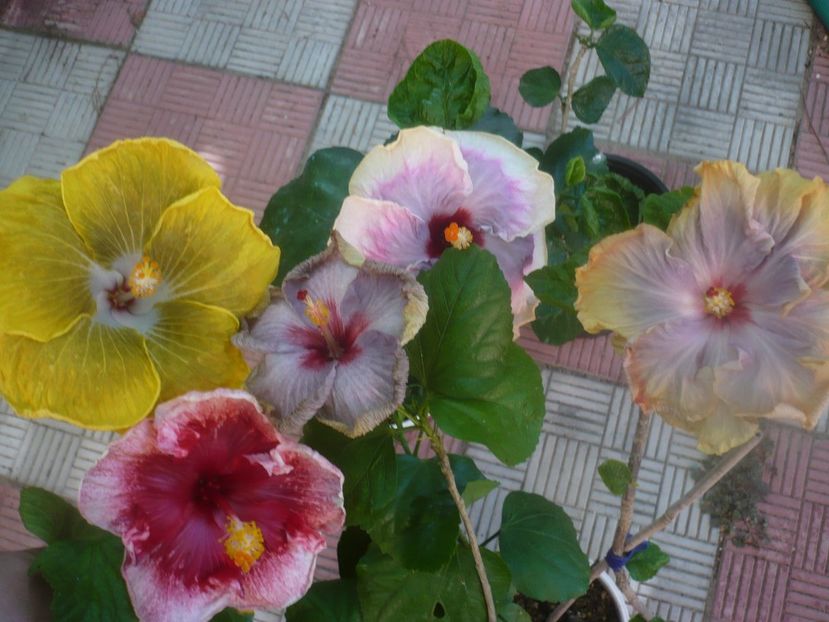 P1460045 - HIBISCUSI 2020-3