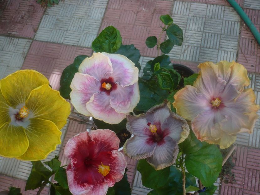 P1460046 - HIBISCUSI 2020-3