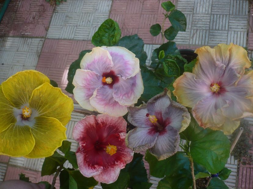 P1460048 - HIBISCUSI 2020-3