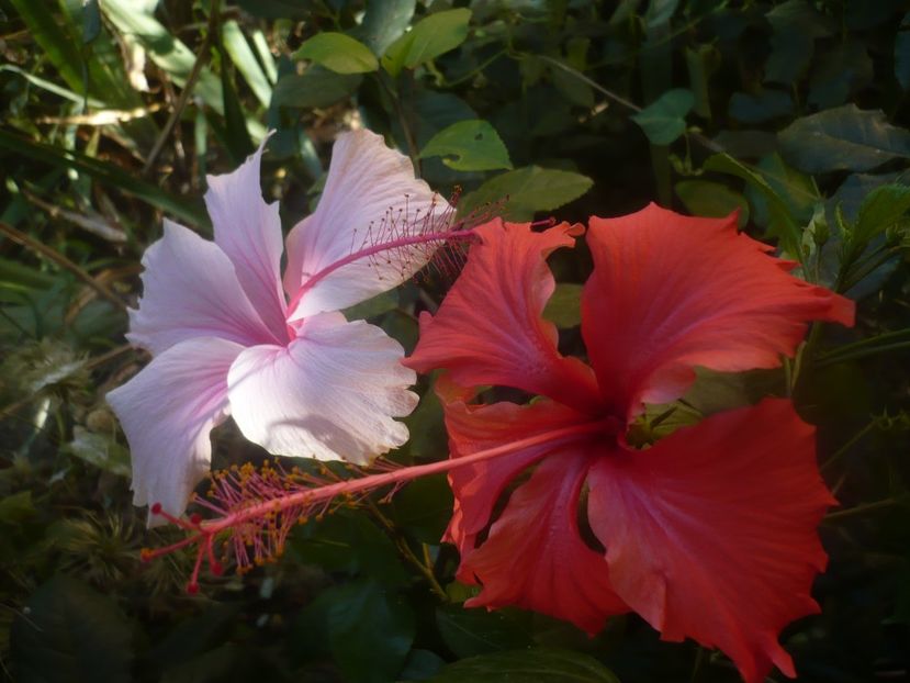 P1460051 - HIBISCUSI 2020-3