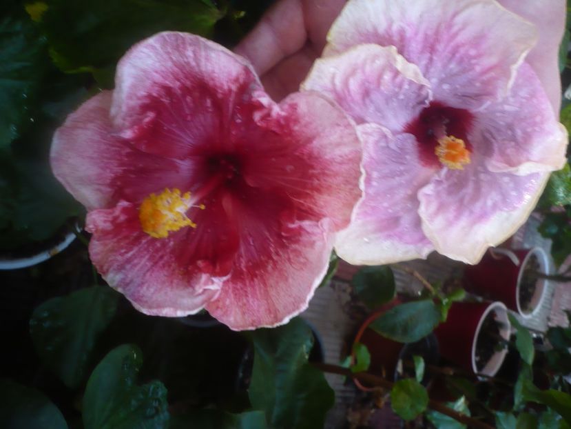 P1460054 - HIBISCUSI 2020-3