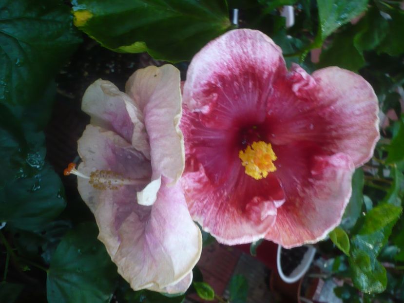 P1460056 - HIBISCUSI 2020-3