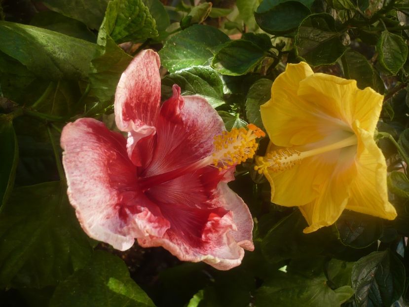 28.08.2020 - Tahitian Marvel