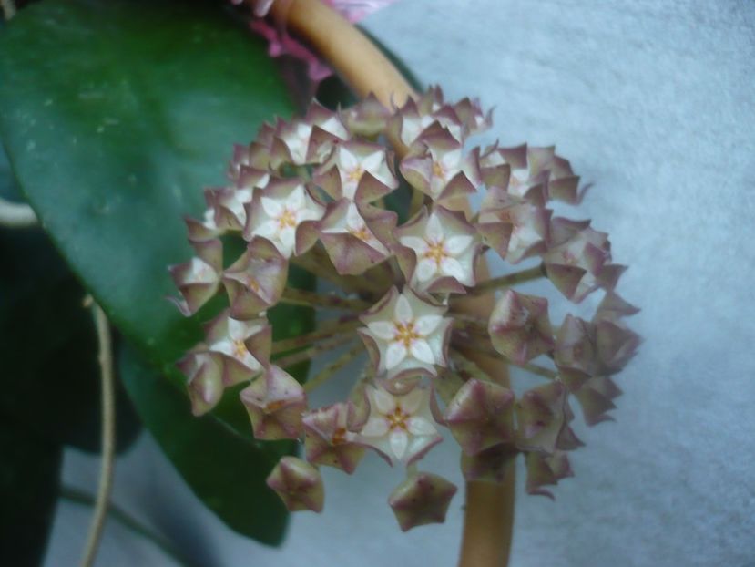 P1460062 - HOYA 2020-2