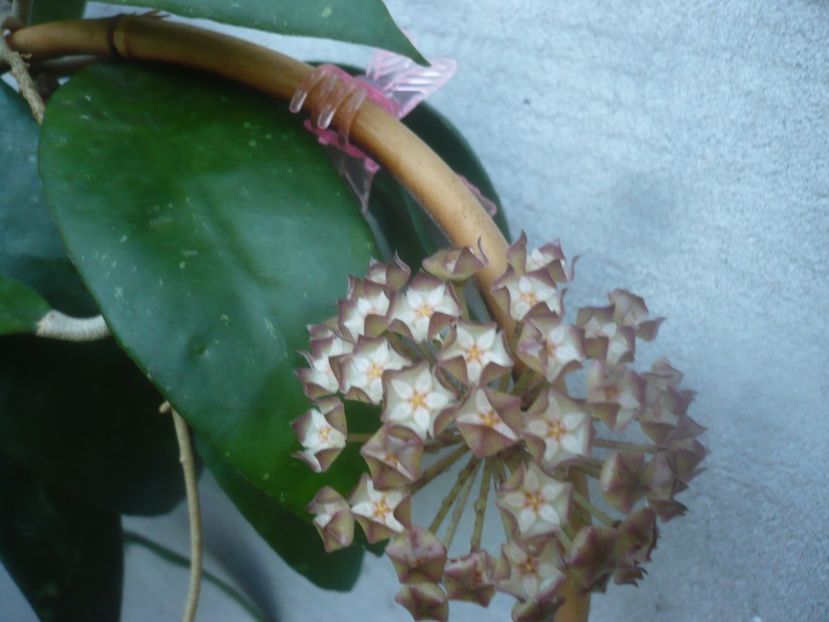 P1460063 - HOYA 2020-2