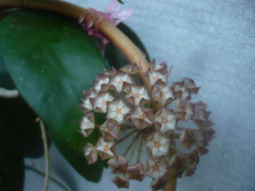 P1460064 - HOYA 2020-2