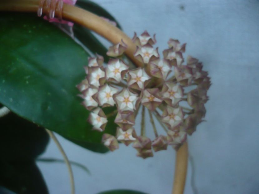 P1460065 - HOYA 2020-2