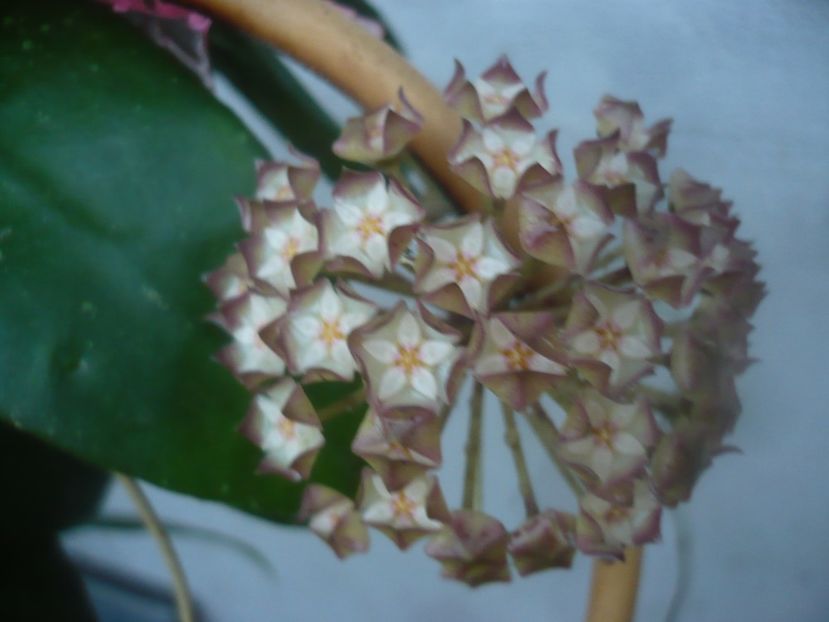 P1460066 - HOYA 2020-2