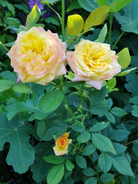 Garstenspass - Trandafiri