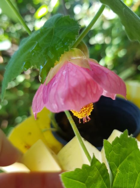 Abutilon - Alte flori