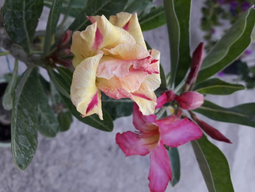  - Adenium