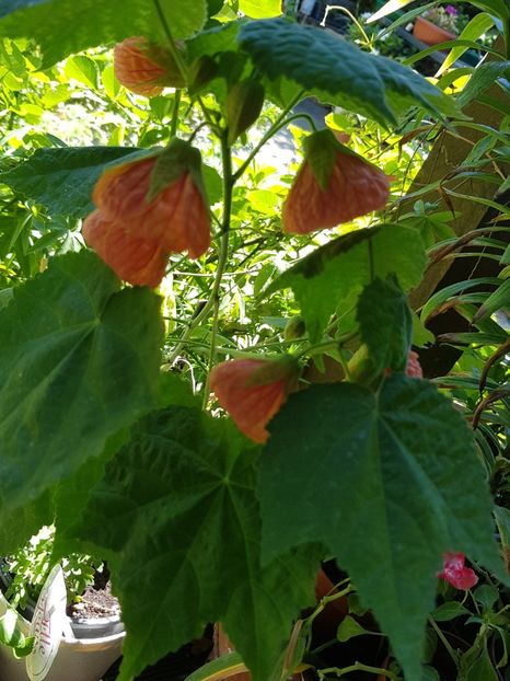 Abutilon - Alte flori