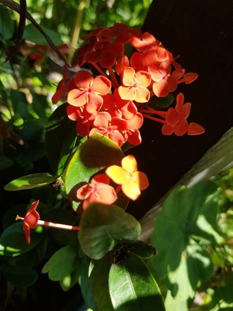  - Alte flori