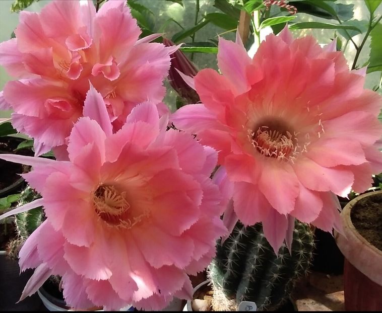  - Cactusi și suculente