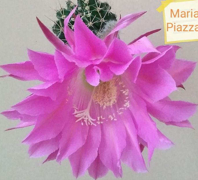  - Cactusi și suculente