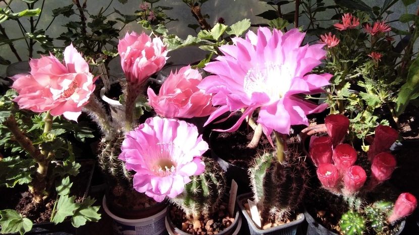  - Cactusi și suculente