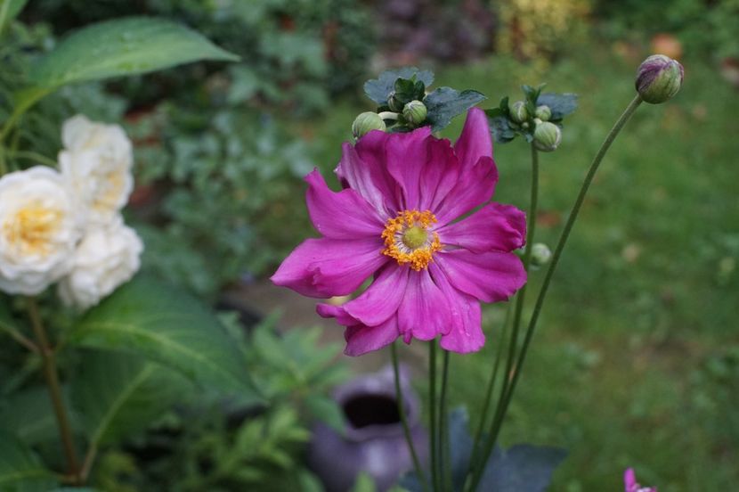  - August 2019- August 2020