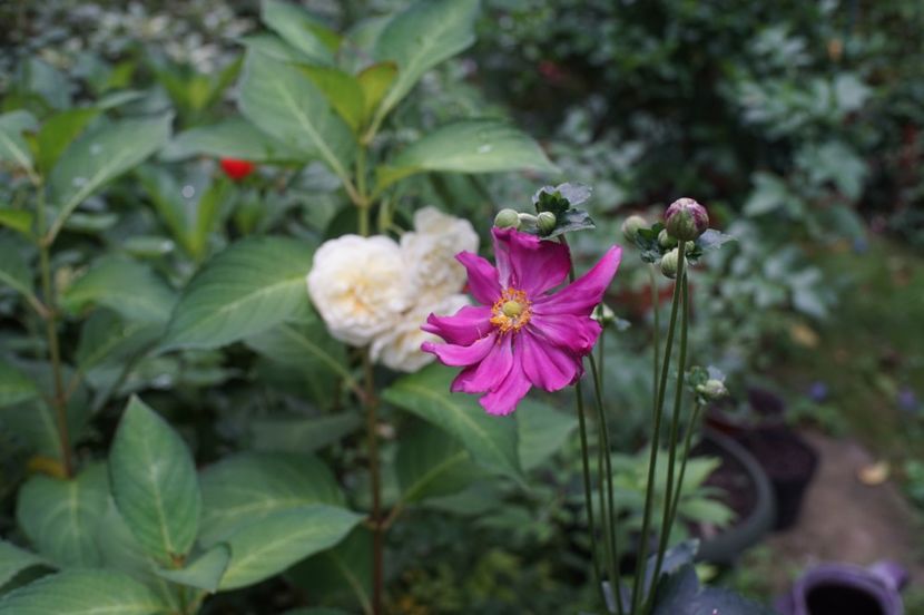  - August 2019- August 2020