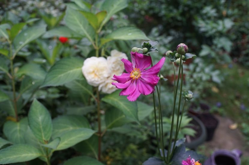  - August 2019- August 2020