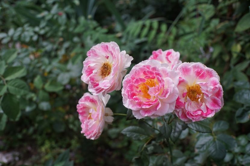  - August 2019- August 2020