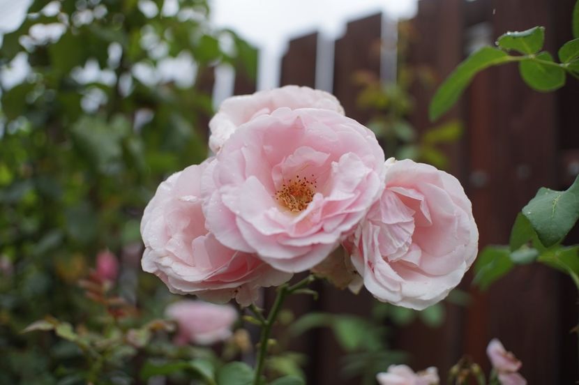  - August 2019- August 2020