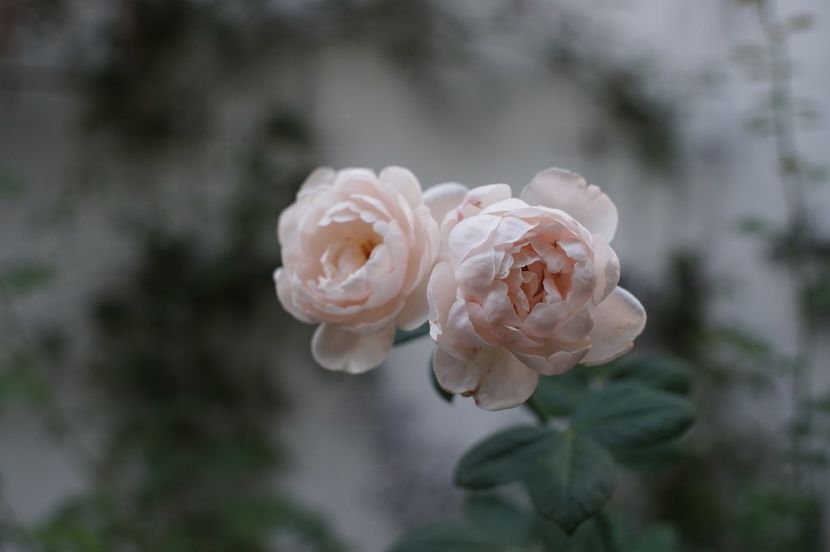  - August 2019- August 2020