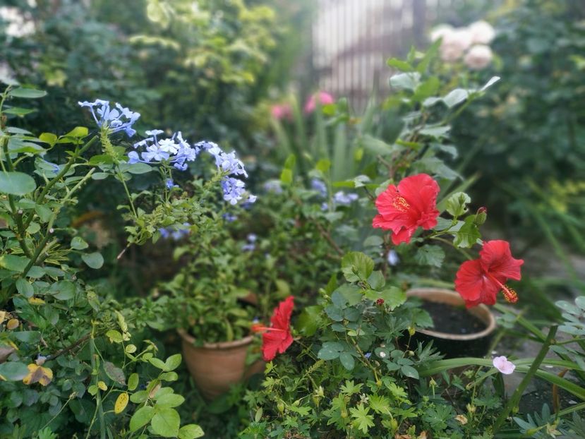  - August 2019- August 2020