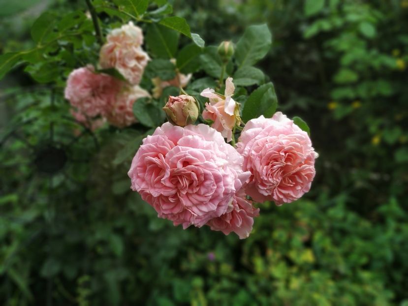  - August 2019- August 2020