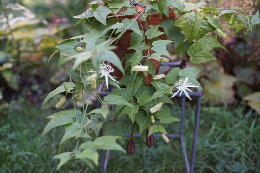  - August 2019- August 2020