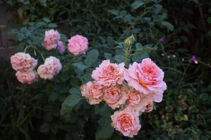  - August 2019- August 2020