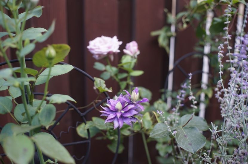  - August 2019- August 2020