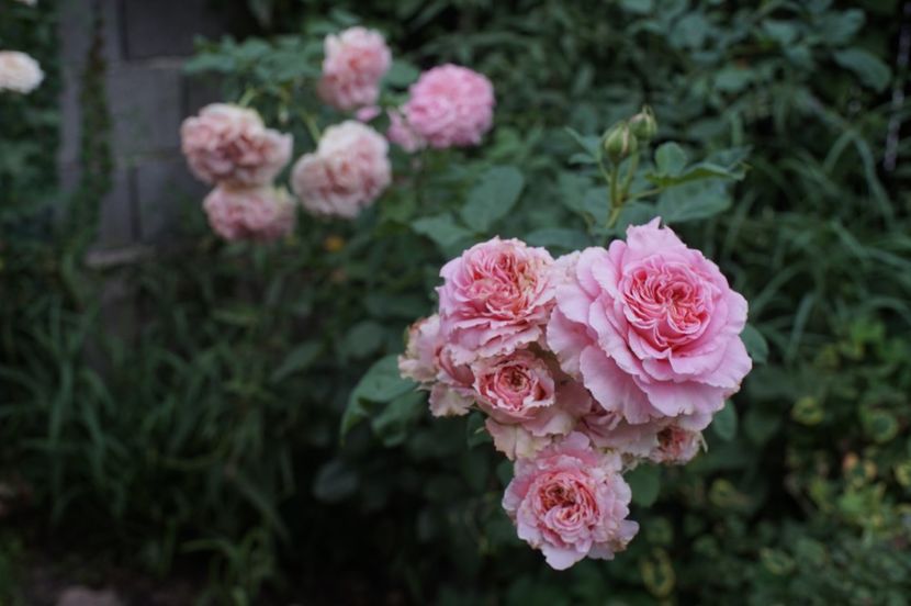  - August 2019- August 2020