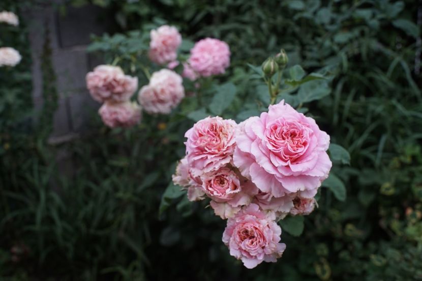  - August 2019- August 2020