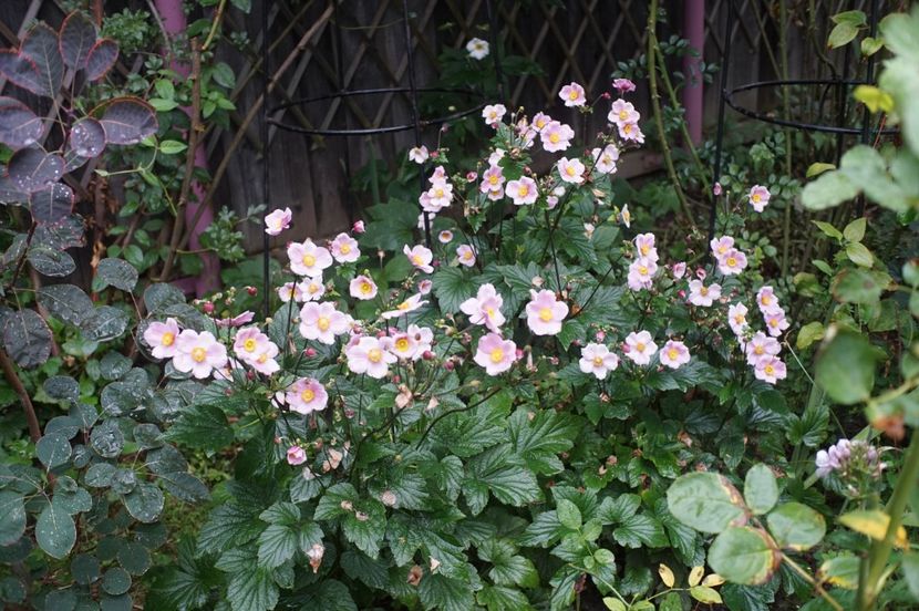  - August 2019- August 2020