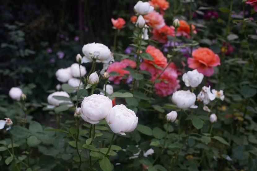 Glamis Castle și Easy Does It - Trandafirii care au remontat in august