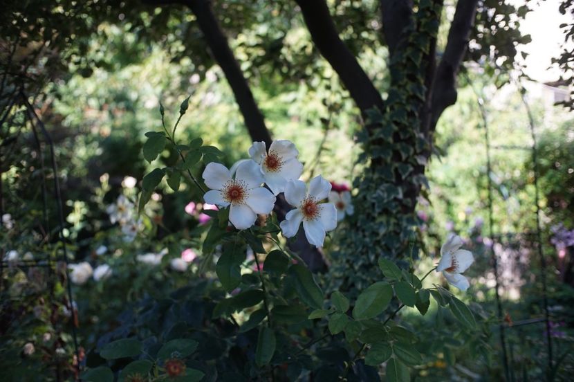  - Trandafirii care au remontat in august