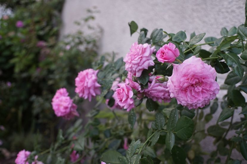 Szent Erzsebet - Trandafirii care au remontat in august