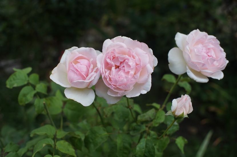 Sharifa Asma - Trandafirii care au remontat in august